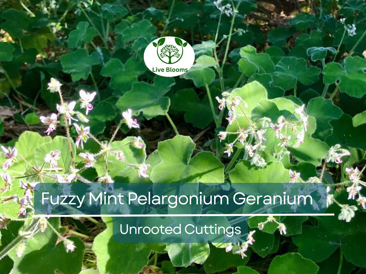 3 Unrooted Fuzzy Mint Scented Pelargonium Geranium Cuttings – 6" Propagation Plant, Aromatic, Rare Variety