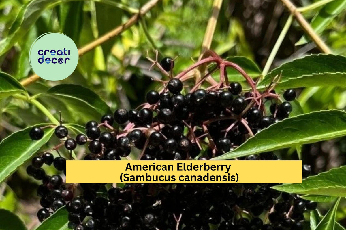 American Elderberry Plant | Sambucus canadensis Live Rooted Shrub for Outdoor Gardens, Fruit, White Flowers, Purple Berries