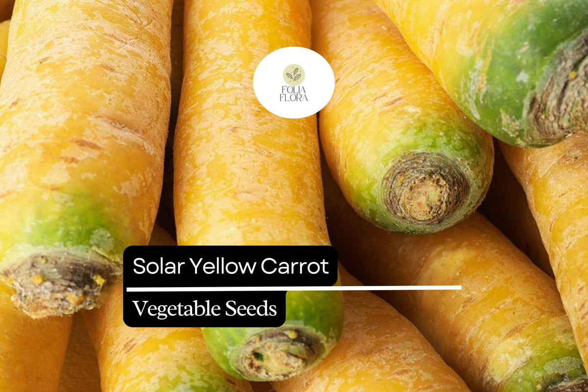 200 Solar Yellow Carrot Seeds – Heirloom Daucus carota with Bright Golden Roots for Fresh Eating, Juicing, and Cooking