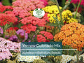 200 Yarrow Seeds Colorado Mix Perennial Wildflower Achillea millefolium for Xeriscaping & Pollinator Gardens