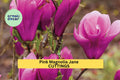 10 Pink Magnolia ‘Jane’ Cuttings – Fresh Live Starts for Garden Planting, Compact Spring-Blooming Tree with Tulip-Shaped Flowers – USA