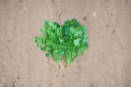 Cilantro Seeds Leisure Coriander, Slow-Bolting Herb, Coriandrum sativum, Culinary & Garden Use, 175 Seeds