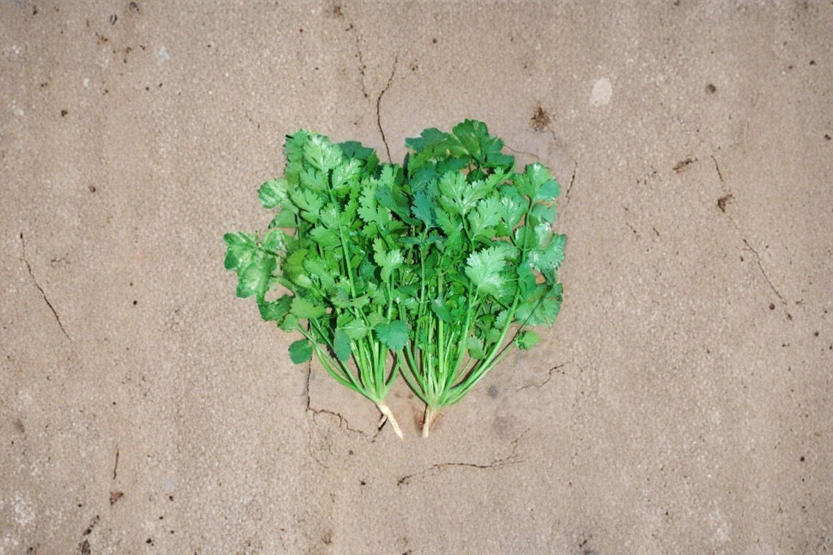 Cilantro Seeds Leisure Coriander, Slow-Bolting Herb, Coriandrum sativum, Culinary & Garden Use, 175 Seeds
