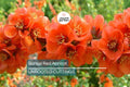 Bonsai Red Apricot Cuttings – Unrooted Mai Do Variety for Grafting, Exotic Hardy Flowering Bonsai Plant
