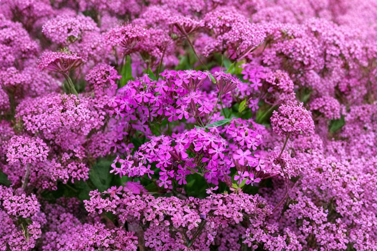 None So Pretty Catchfly Seeds – Silene armeria Bright Pink Annual for Borders, Wildflower Gardens & Cut Flowers