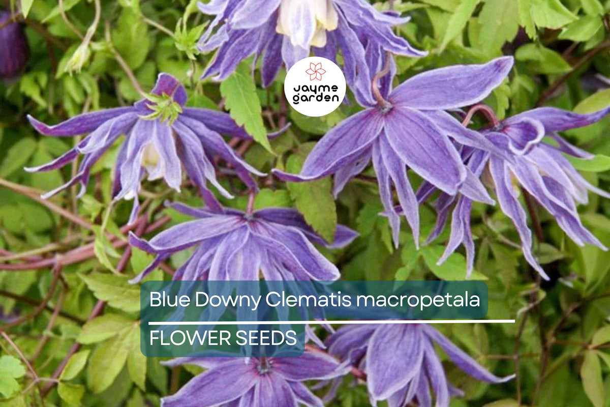 Blue Downy Clematis Seeds – Hardy Climbing Vine with Lavender-Blue Flowers, Clematis macropetala, Zone 4-9