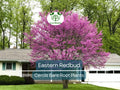 Eastern Redbud Tree Bare Root 14–18" Cercis canadensis Pink Blooms Native Ornamental Landscaping