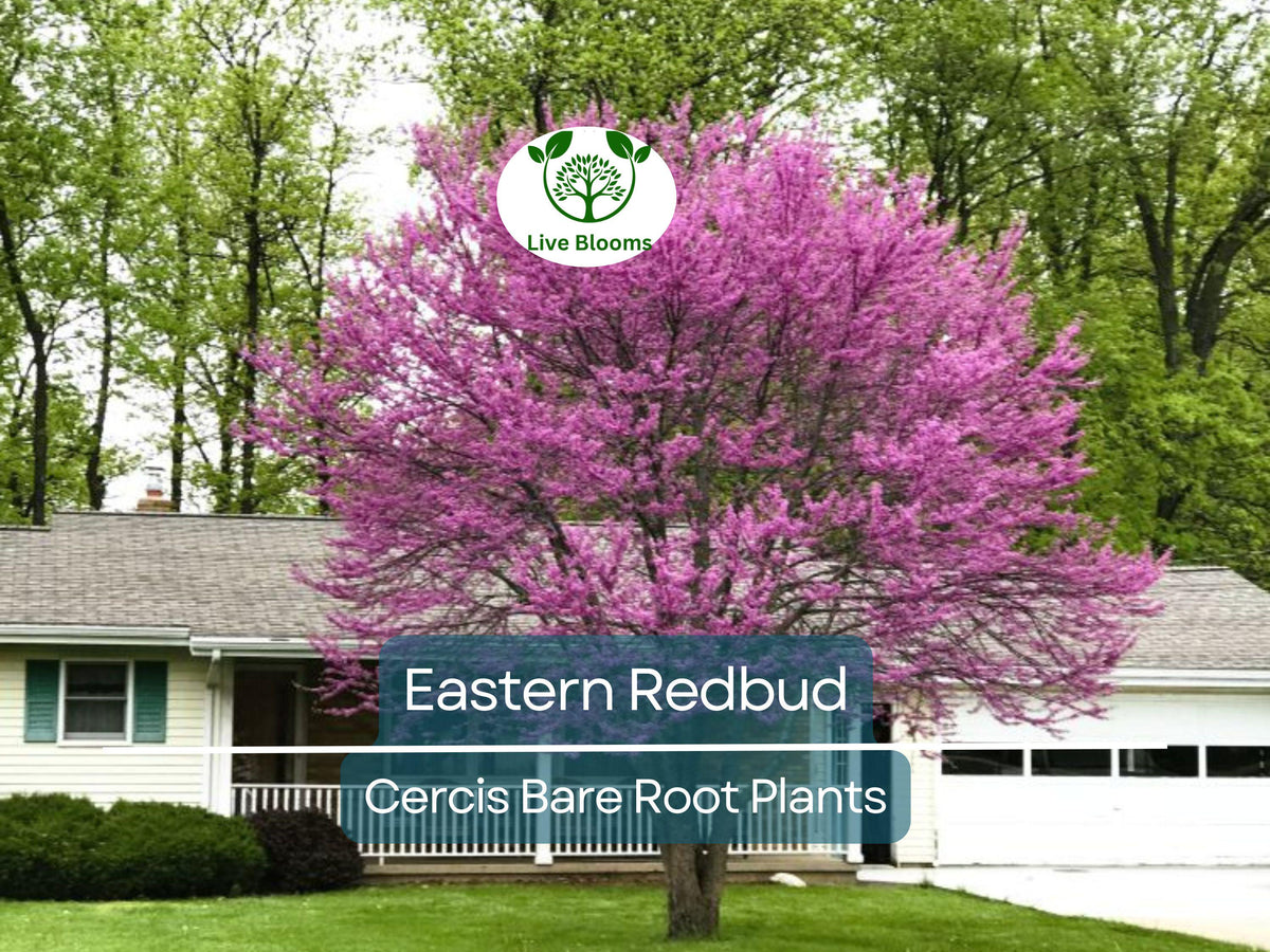 Eastern Redbud Tree Bare Root 14–18" Cercis canadensis Pink Blooms Native Ornamental Landscaping