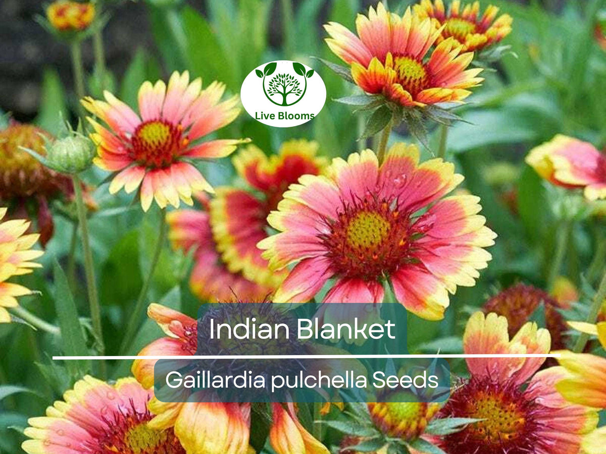 200 Indian Blanket Flower Seeds – Gaillardia pulchella, Heirloom Non-GMO Wildflower for Pollinators, Meadows, Drought Tolerant