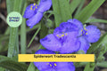 25 Spiderwort Plants Bare Root Rhizomes – Tradescantia virginiana Purple Flowers Perennial Garden Border Plant