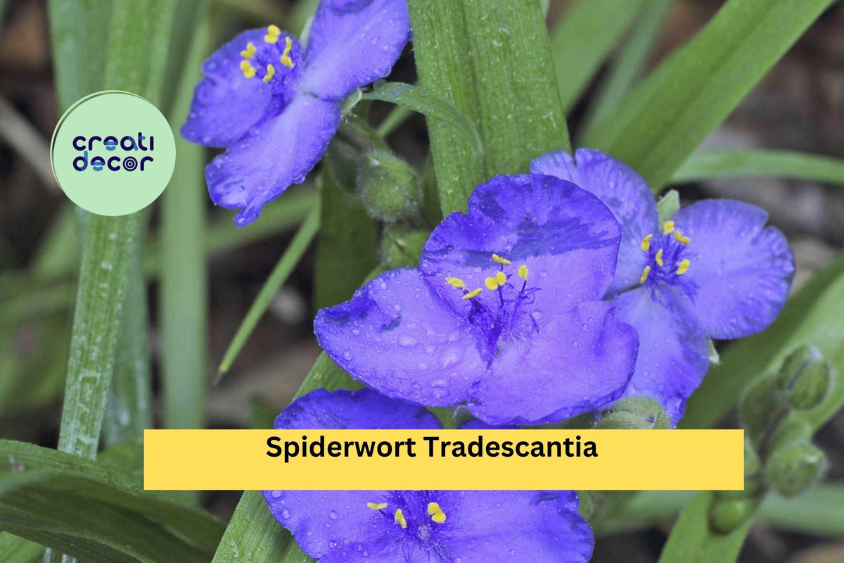 25 Spiderwort Plants Bare Root Rhizomes – Tradescantia virginiana Purple Flowers Perennial Garden Border Plant