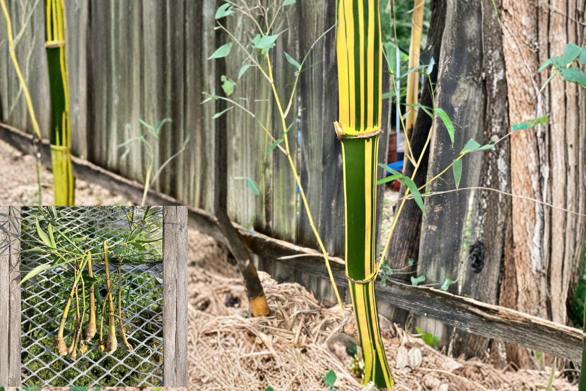 Golden Hawaiian Bamboo Cuttings - Unrooted Clumping Bambusa vulgaris for Landscaping & Privacy Screens