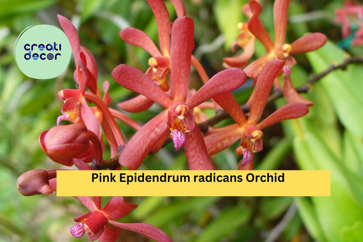 Rooted Pink Epidendrum radicans Orchid Cutting | Reed-Stem Orchid for Garden, Patio, Indoor | Bright Pink Blooms