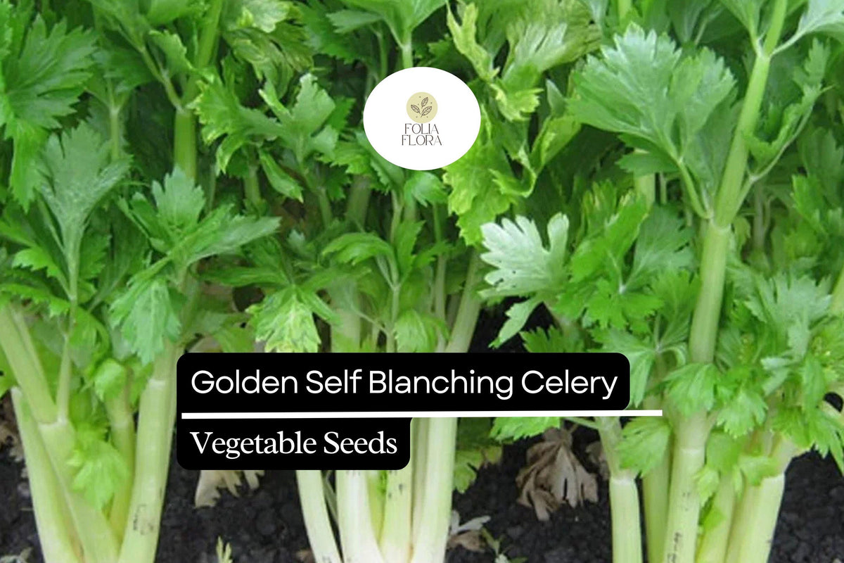 Golden Self-Blanching Celery Seeds – Heirloom Apium graveolens for Tender, Crisp Stalks, Mild Flavor, Self-Blanching, 85–100 Days