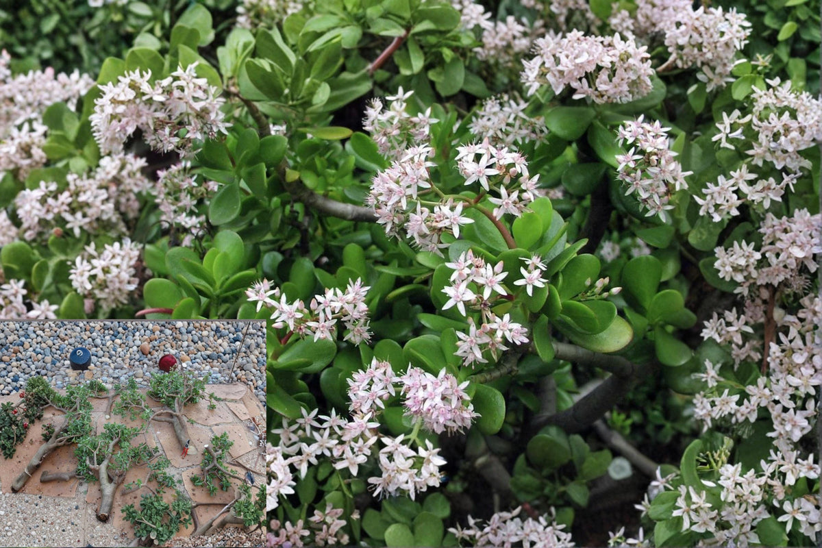 Jade Plant Cuttings 10-Pack | Crassula argentea Green Jade Succulent Propagation Unrooted