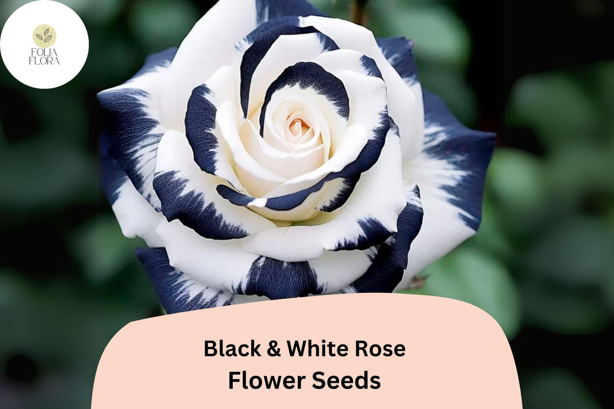 Black & White Rose Seeds – Rare Two-Tone Blooms, Perennial Garden Flower, Rosa hybrid