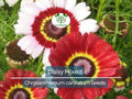Painted Daisy Seeds Mixed Colors - Perennial Pollinator Flowers, Non-GMO Chrysanthemum, Easy to Grow Garden Plants, 200 Seeds