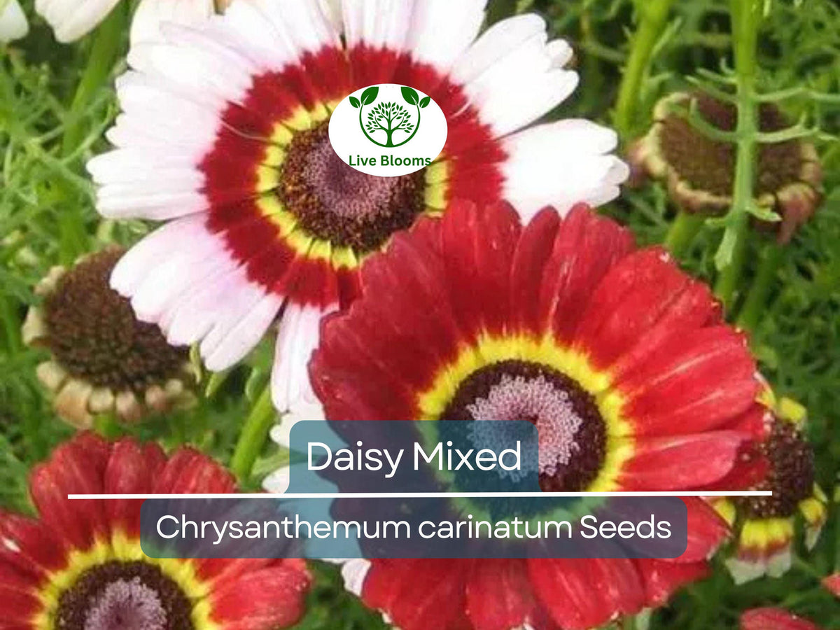 Painted Daisy Seeds Mixed Colors - Perennial Pollinator Flowers, Non-GMO Chrysanthemum, Easy to Grow Garden Plants, 200 Seeds
