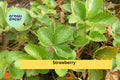 Set of 5 Live Strawberry Plants | Bare Root Fragaria × ananassa Perennial Fruit Plants for Garden or Containers
