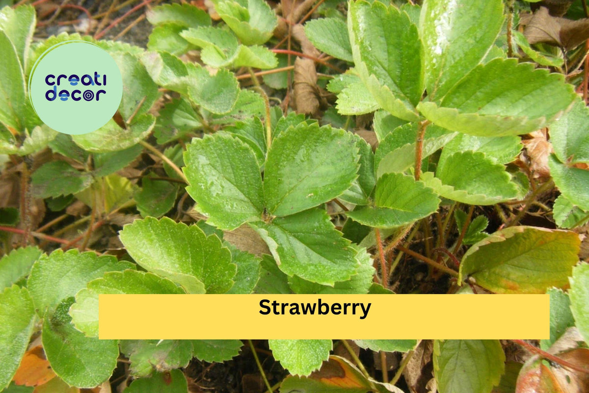 Set of 5 Live Strawberry Plants | Bare Root Fragaria × ananassa Perennial Fruit Plants for Garden or Containers