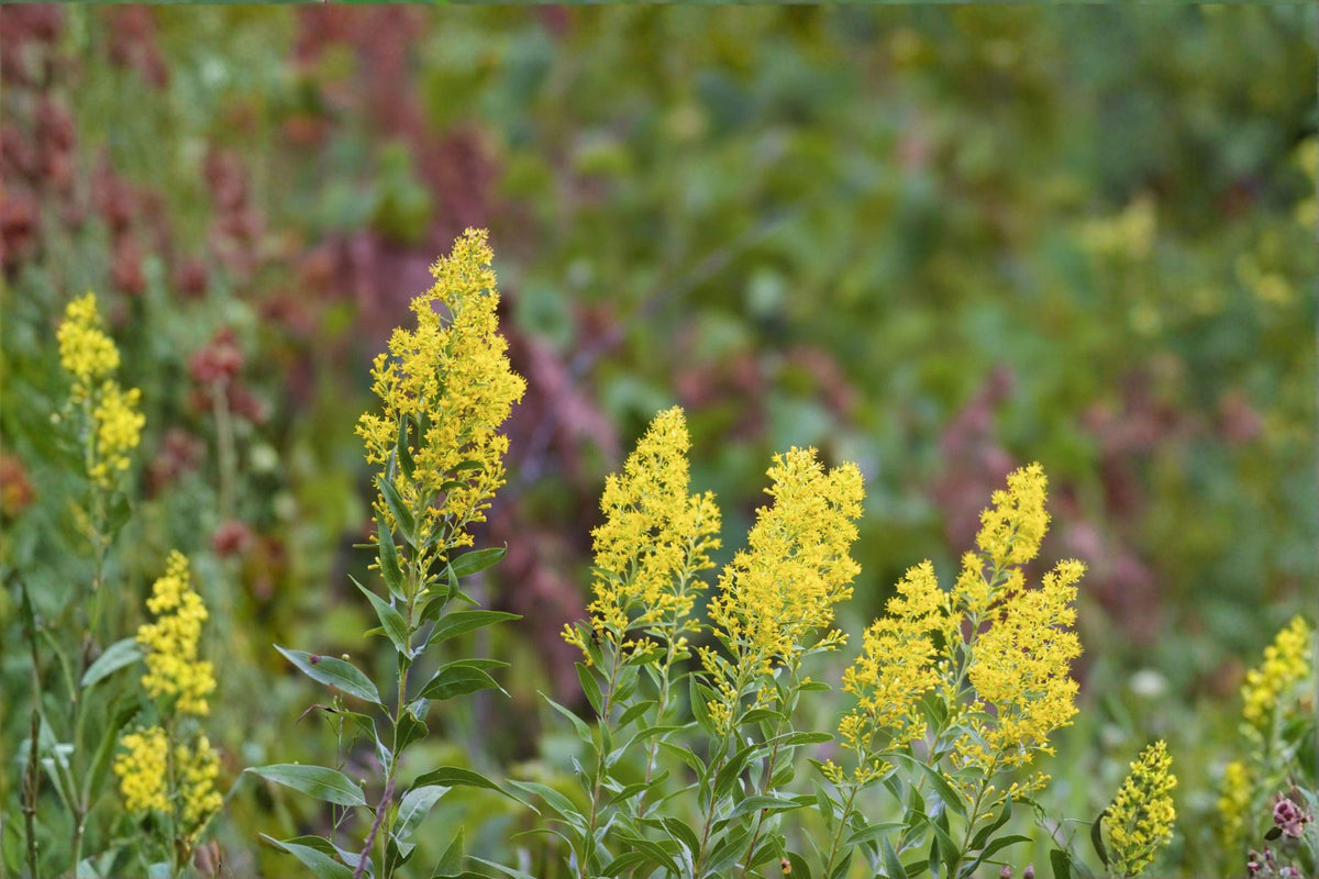 Showy Goldenrod Seeds – 100 Native Wildflower Seeds for Fall Blooms – Solidago speciosa – Pollinator Plant for Gardens