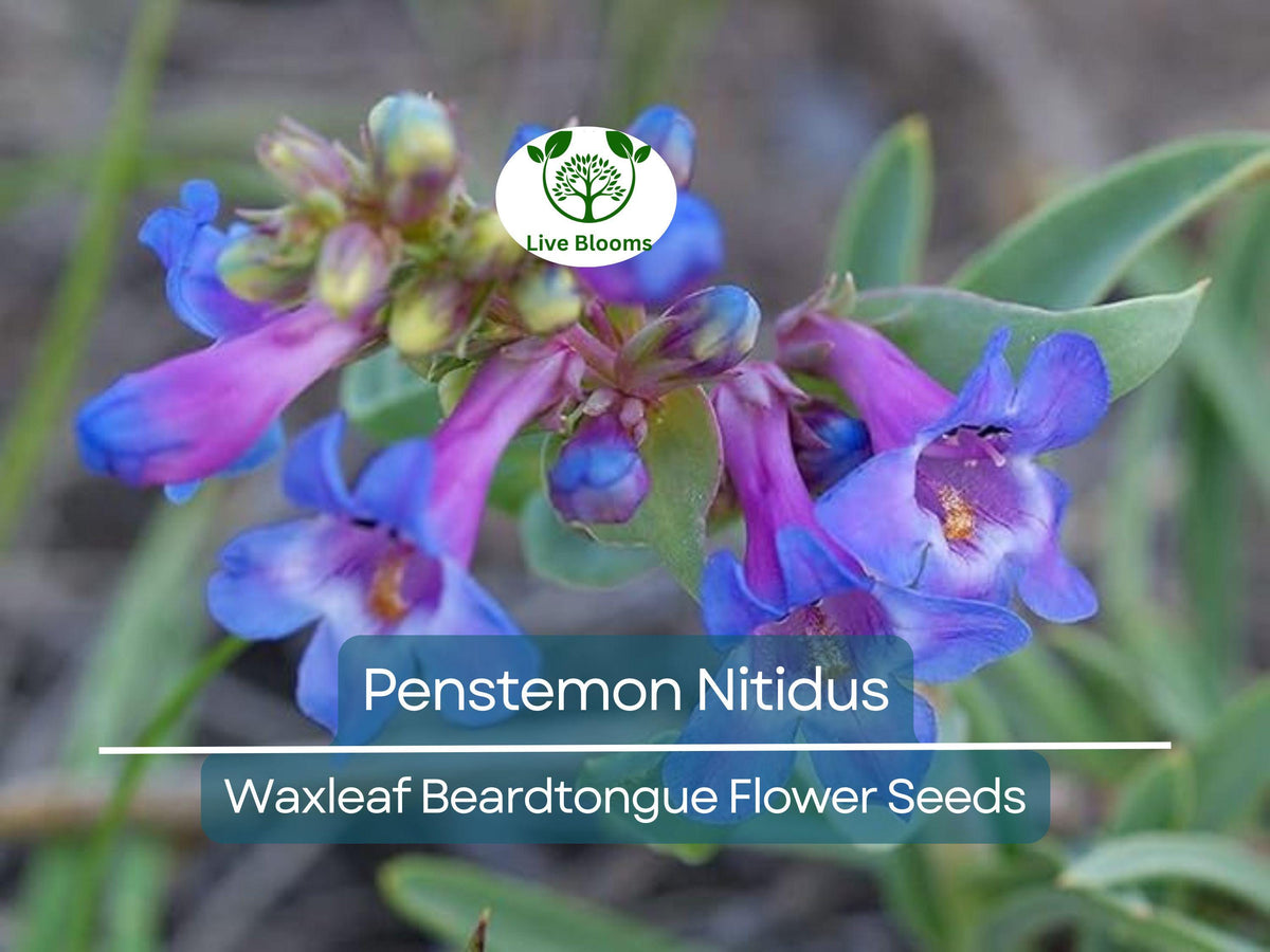 100 mg Penstemon Nitidus Seeds | Waxleaf Beardtongue Drought-Tolerant Perennial Wildflower for Gardens & Pollinator Habitats