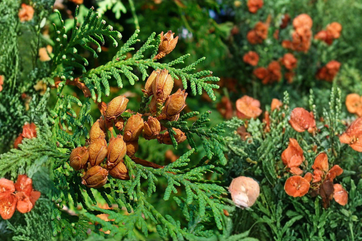 50 Eastern Arborvitae Seeds – Thuja occidentalis Evergreen Tree for Privacy Hedges & Wildlife Habitat
