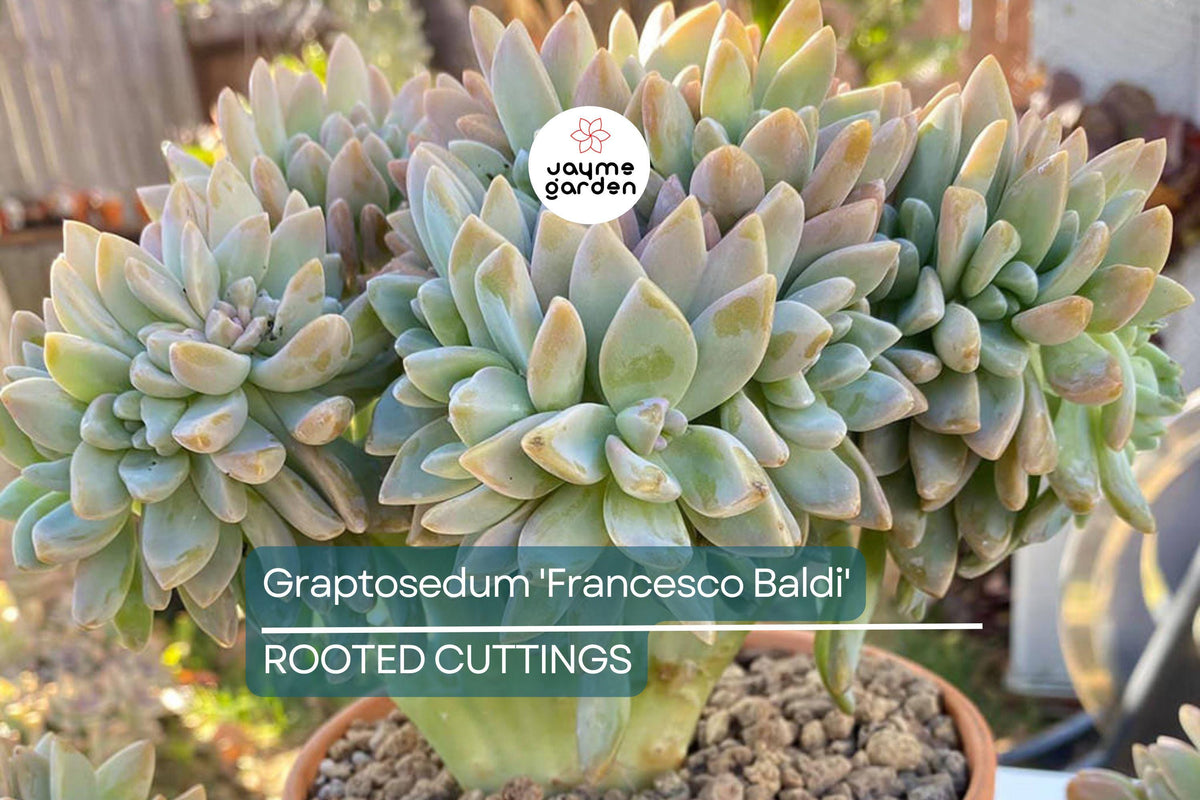 Live Succulent Plant | Graptosedum 'Francesco Baldi' | Rooted 2" Pot | Drought Tolerant, Easy Care, Indoor & Outdoor Garden