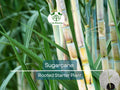 Rooted Sugarcane Plant 8" Saccharum officinarum, Juicy Sweet Cane for Garden, Container, Easy to Grow
