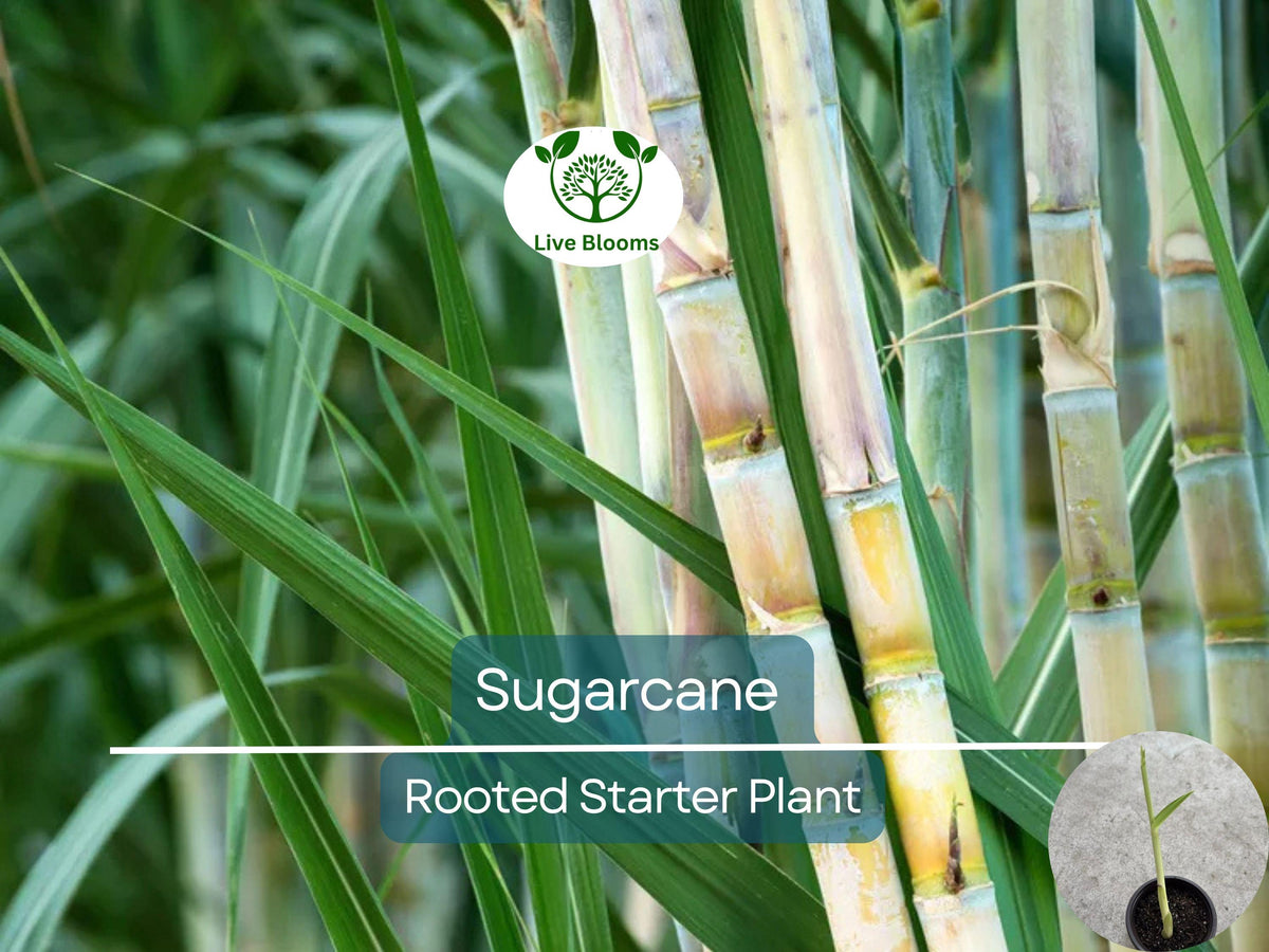 Rooted Sugarcane Plant 8" Saccharum officinarum, Juicy Sweet Cane for Garden, Container, Easy to Grow