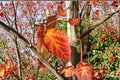 Acer Grosseri Seeds – Rare Asian Maple, Ornamental Tree, Fall Color, Deciduous, Garden Landscape, 10 Seeds