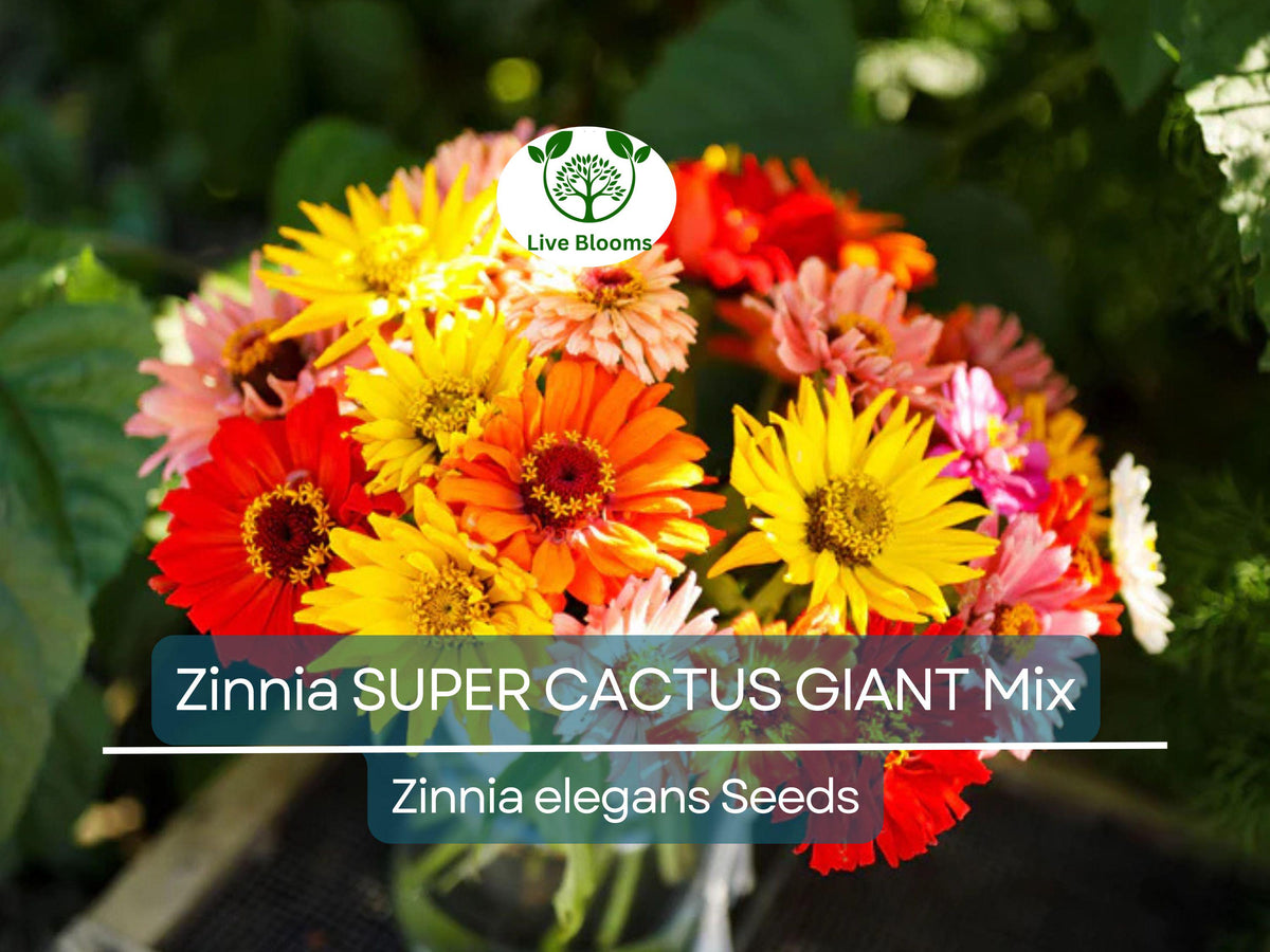 100 Seeds Zinnia SUPER CACTUS GIANT Mix – Vibrant, Large Blooms, Butterfly Attracting, Non-GMO, Easy to Grow Annual Flowers