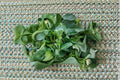 Broccoli Raab Seeds | Spring Rabe | Italian Heirloom | Fast-Growing Greens | Brassica rapa