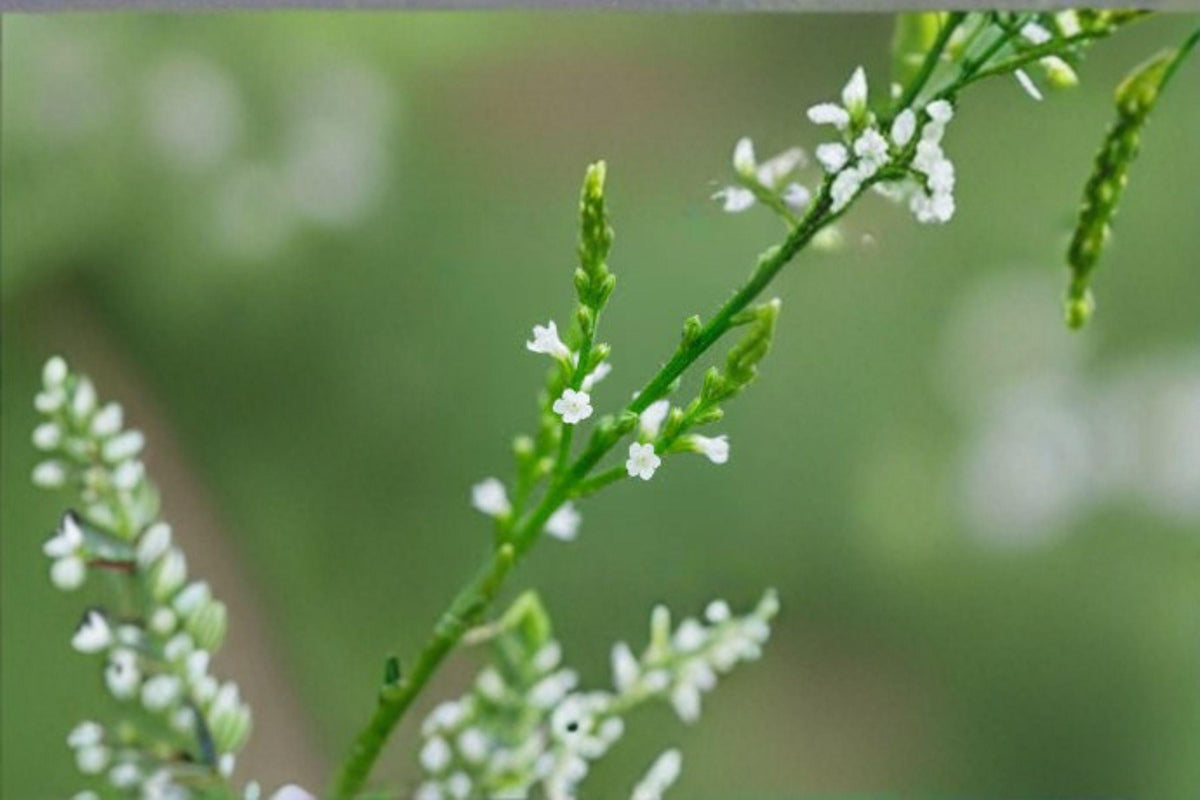 100 White Vervain Seeds – Verbena urticifolia Native Woodland Wildflower Pollinator Plant