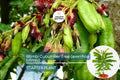 Live Bilimbi Tree - 1’-2’ Tall, Averrhoa bilimbi, Tropical Sour Fruit Tree for Culinary Use