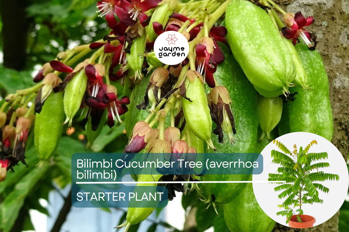 Live Bilimbi Tree - 1’-2’ Tall, Averrhoa bilimbi, Tropical Sour Fruit Tree for Culinary Use