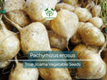 True Jicama Seeds – Pachyrhizus erosus, Heirloom Root Vegetable Seeds for Gardening, Fresh Harvest, Nutritious, Water-Rich Roots