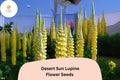 Lupinus ‘Desert Sun’ Lupine Seeds – 25+ Bright Yellow & Orange Blooms for Garden Planting