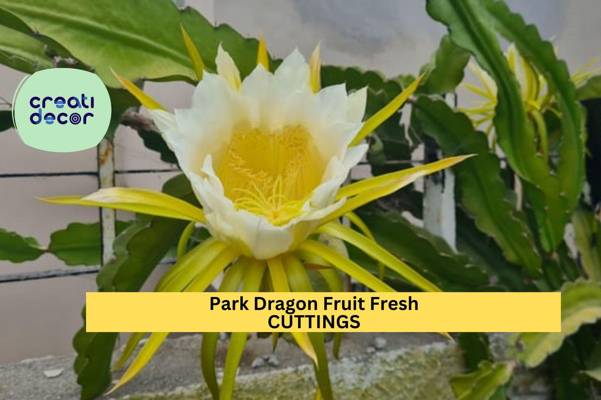 Set of 5 Unrooted Park Dragon Fruit Cuttings | Self-Pollinating Hylocereus Cactus for Tropical Gardens