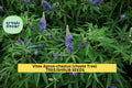 Vitex agnus-castus Seeds – 3 Pack of 10 Purple Flowering Shrubs for Pollinator Gardens & Drought Landscapes