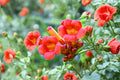 Trumpet Creeper Vine Seeds – Campsis radicans – Climbing Flower for Fences & Trellises – Hummingbird & Butterfly Attractant