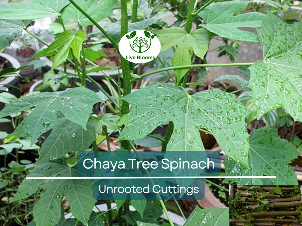 12 Chaya Cuttings Unrooted 6-8” Long, Edible Organic Plant, Fast-Growing Cnidoscolus aconitifolius