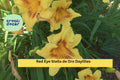 4 Red Eye Stella de Oro Daylilies Bare Root Plants – Hardy Perennial Flowers with Red-Eyed Golden Blooms, Hemerocallis hybrid