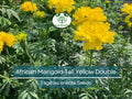 200 African Marigold Seeds - Tall Yellow Double Blooms, Tagetes erecta, Non-GMO, Pollinator Friendly, Companion Plant, Easy to Grow