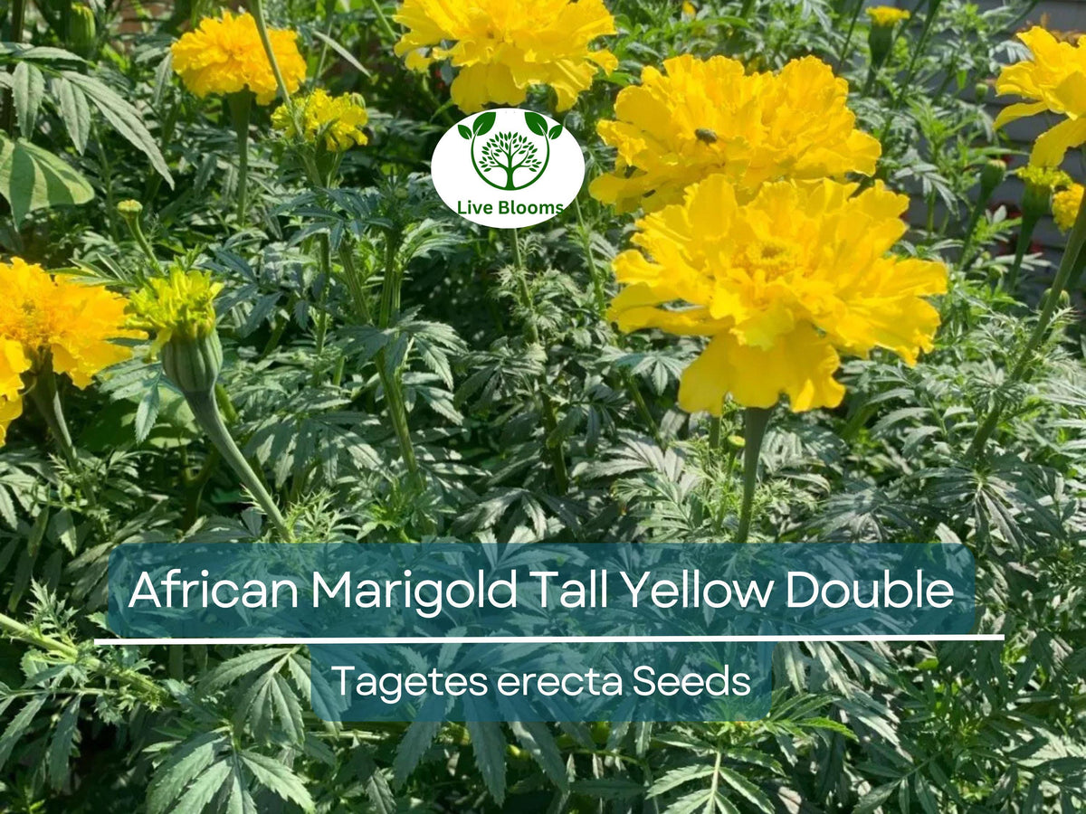 200 African Marigold Seeds - Tall Yellow Double Blooms, Tagetes erecta, Non-GMO, Pollinator Friendly, Companion Plant, Easy to Grow