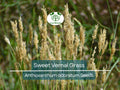 300+ Sweet Vernal Grass Seeds – Vanilla Herb, Fragrant Aromatic Lawn, Perennial Anthoxanthum odoratum, Easy to Grow Garden Plant