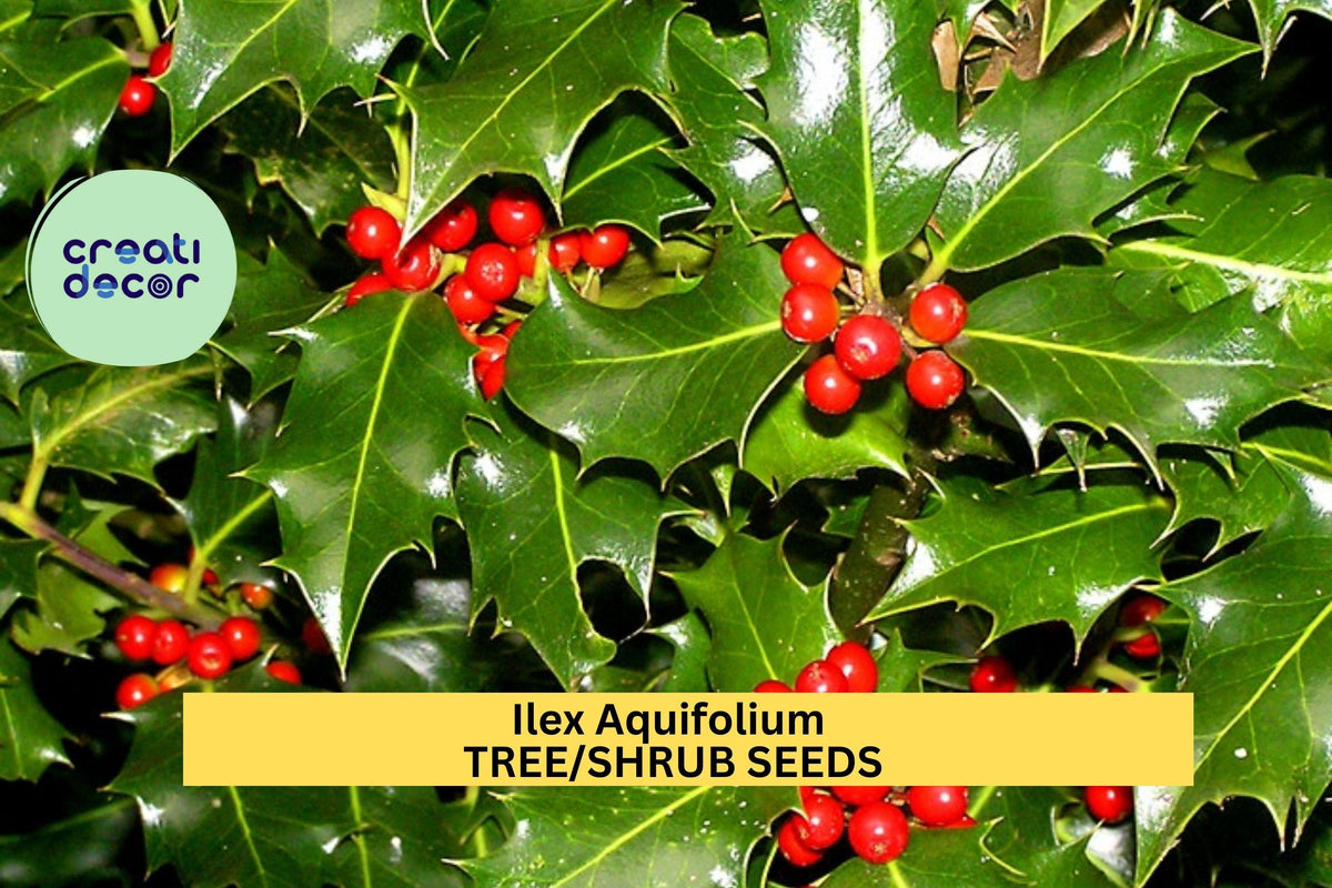 3 Pack Ilex aquifolium Seeds – English Holly Evergreen Shrub for Hedges, Winter Decor & Wildlife Gardens