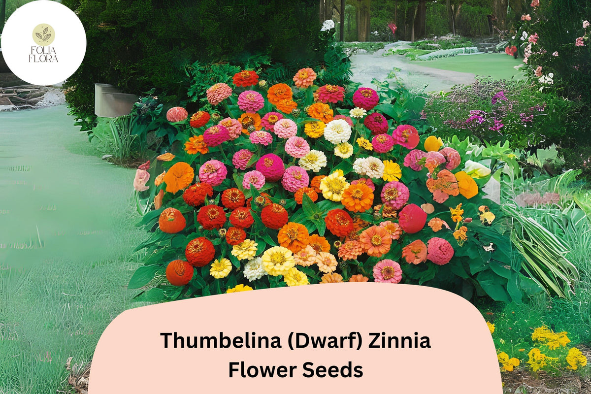 Thumbelina Dwarf Zinnia Seeds – 100+ Non-GMO Annual Flowers for Borders, Containers & Garden, Zinnia elegans, Mixed Colors