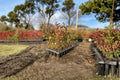 Blueberry Plants Rooted Cuttings 6-12" Vaccinium corymbosum, Edible Shrubs for Garden, Fruit & Ornamental