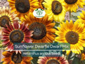 Dwarf Sunflower Seeds Mix | Helianthus annuus | Non-GMO, Pollinator-Friendly, Compact Garden Flowers